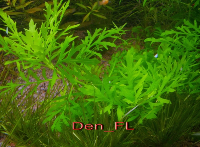 Синема аквариумное растение