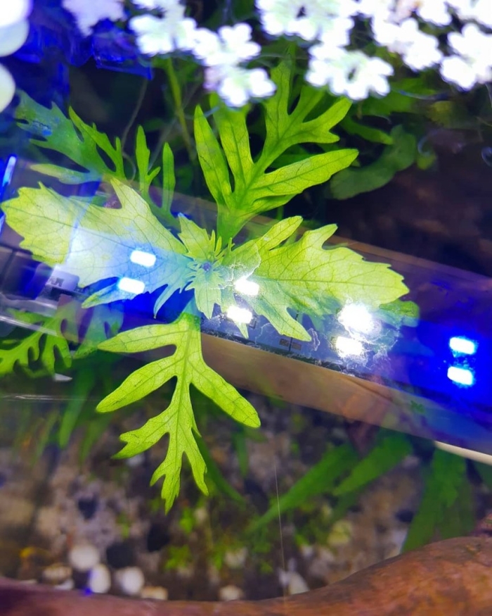 Гигрофила синема аквариумное