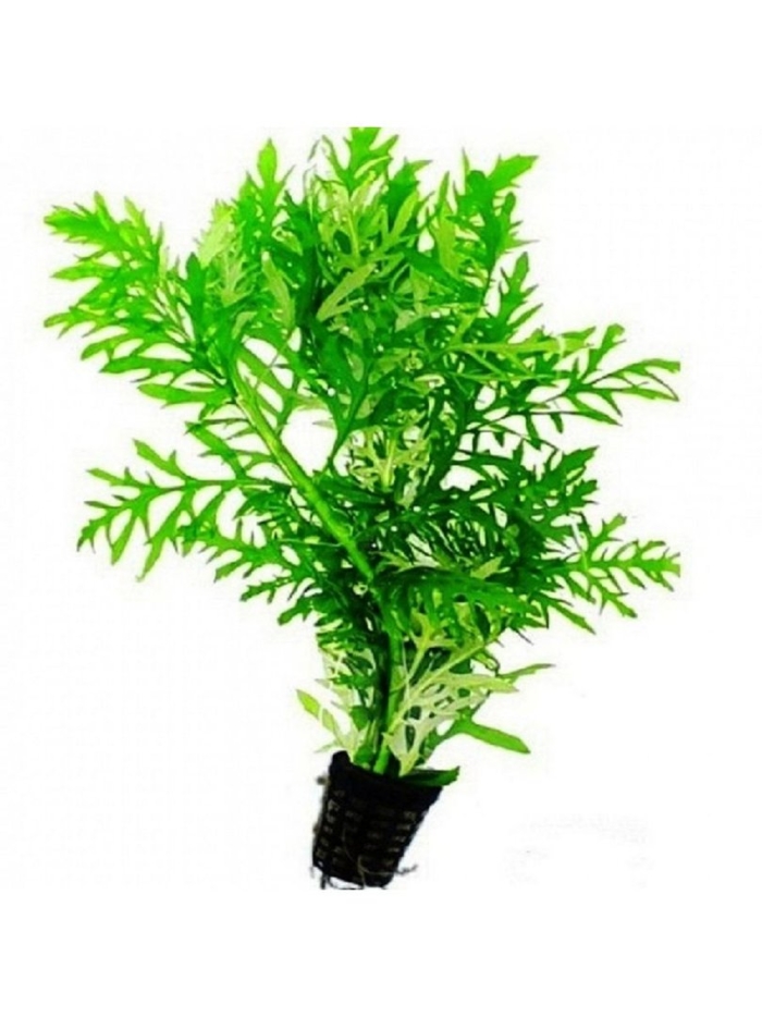 Гигрофила вайс грюн