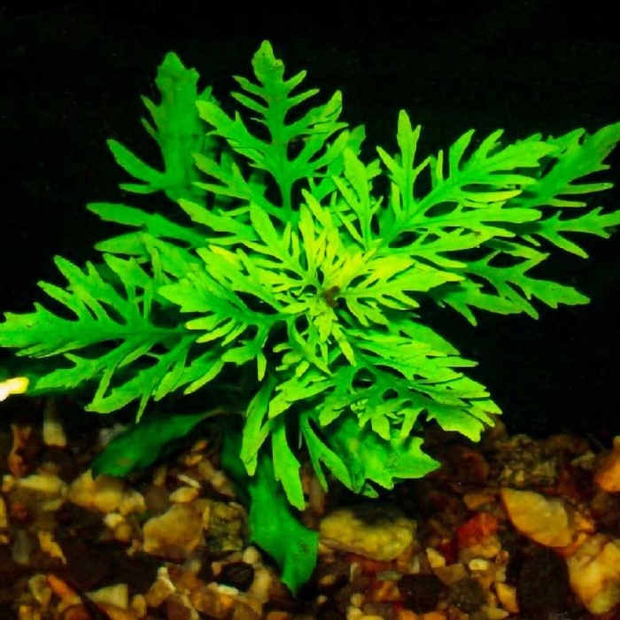 Гигрофила разнолистная