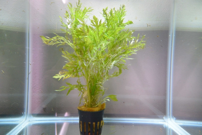 Синема аквариумное растение