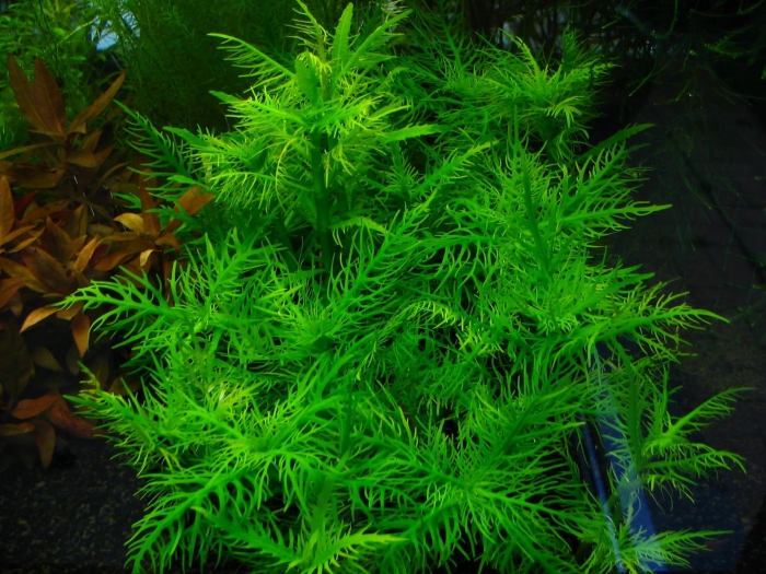 Гигрофила бальзамика