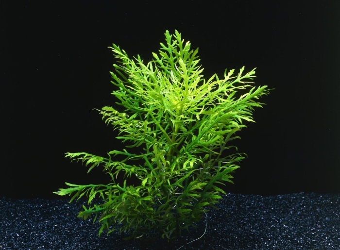 Гигрофила изменчивая