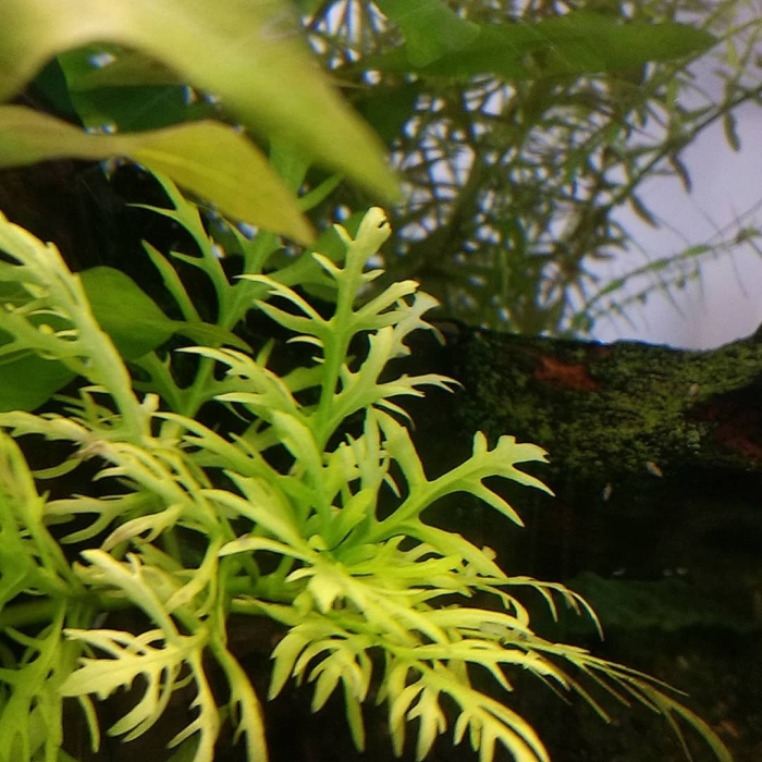 Гигрофила дифформис