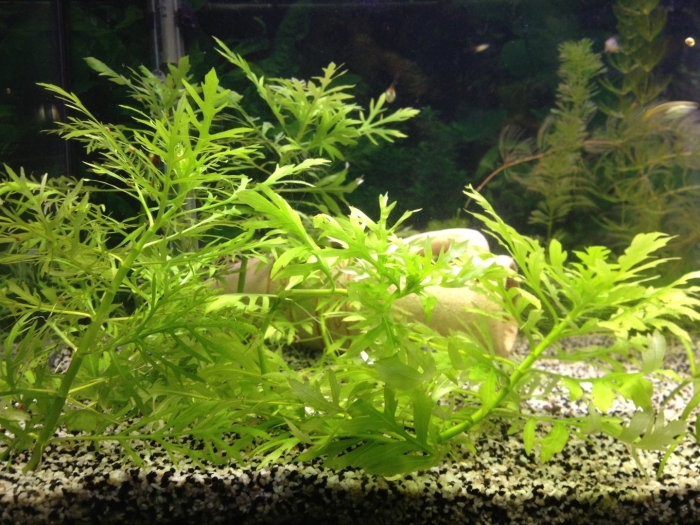 Гигрофила аквариумное растение