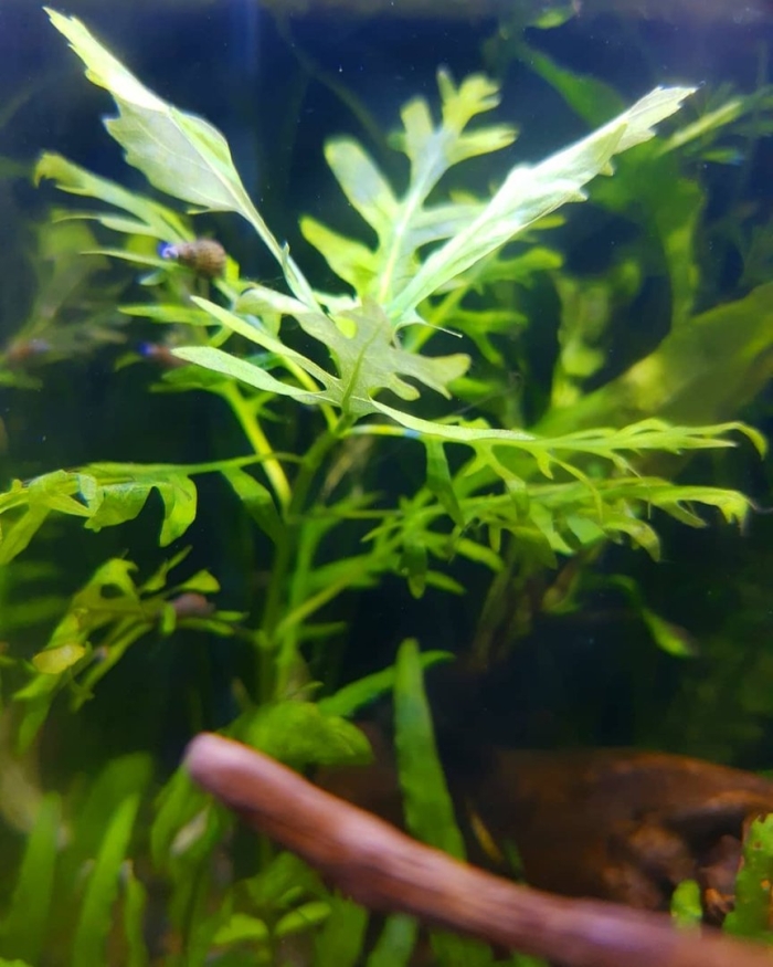 Гигрофила вайс грюн