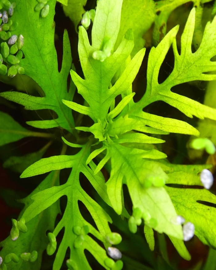 Гигрофила изменчивая