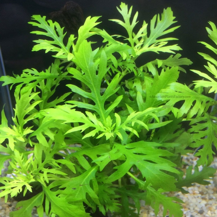 Дубок аквариумное растение