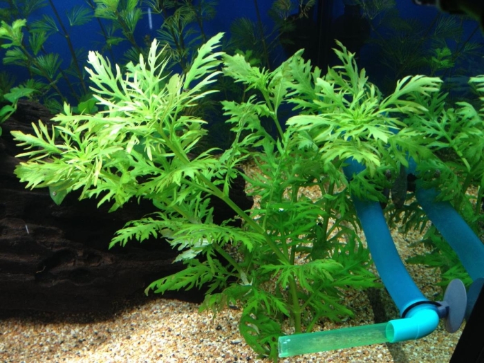 Гигрофила изменчивая