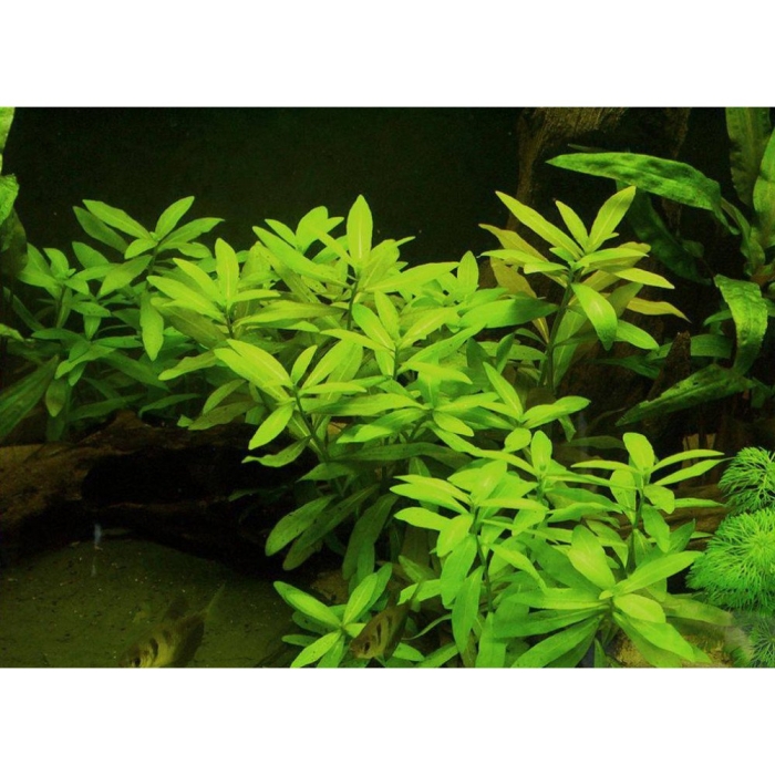 Гигрофила многосеменная