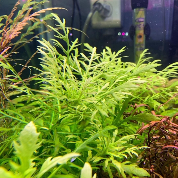 Гигрофила иволистная аквариумное