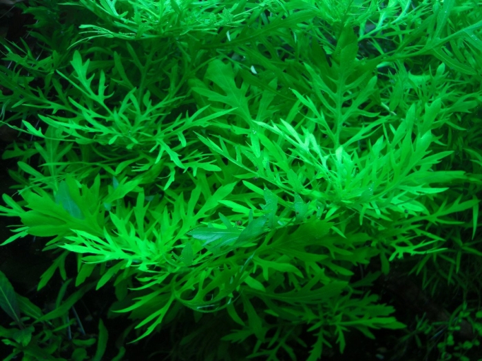 Гигрофила деморфная