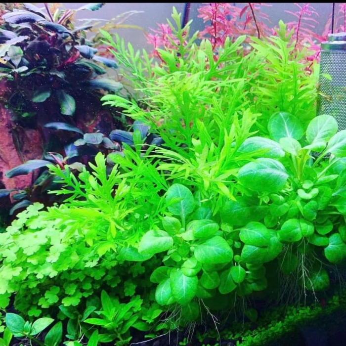 Растение аквариумное
