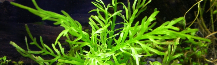 Гигрофила деморфная вайс грюн