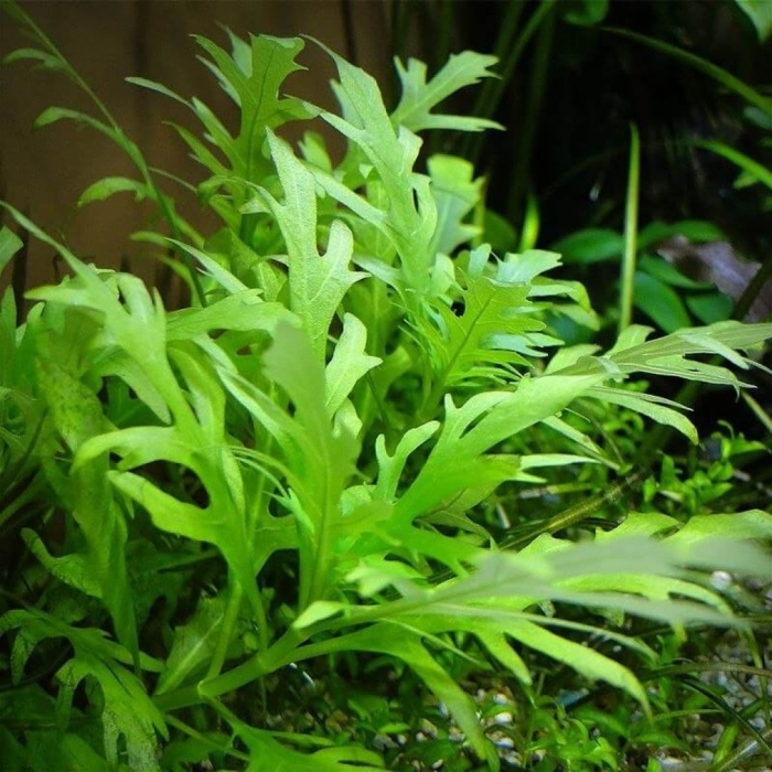 Гигрофила деморфная аквариумное растение