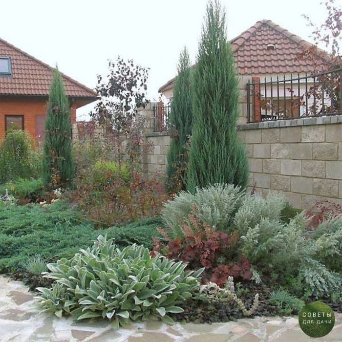 Можжевельник скальный стрикта