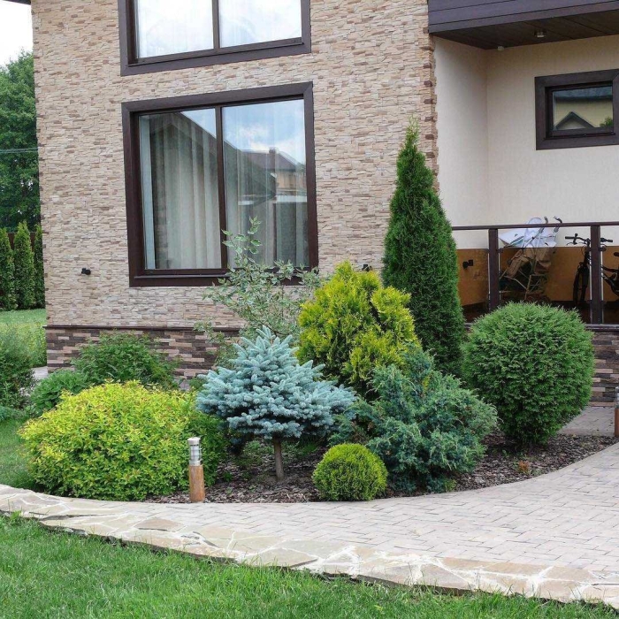 Хвойная композиция в ландшафтном дизайне