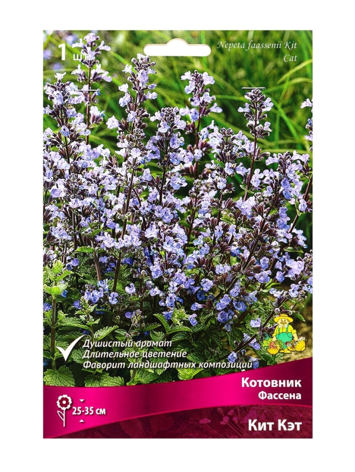 Котовник фассена кит кэт