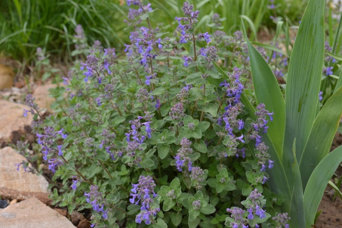 Котовник фассена (nepeta faassenii &#96;dropmore&#96;)