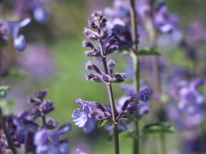 Котовник фассена (nepeta