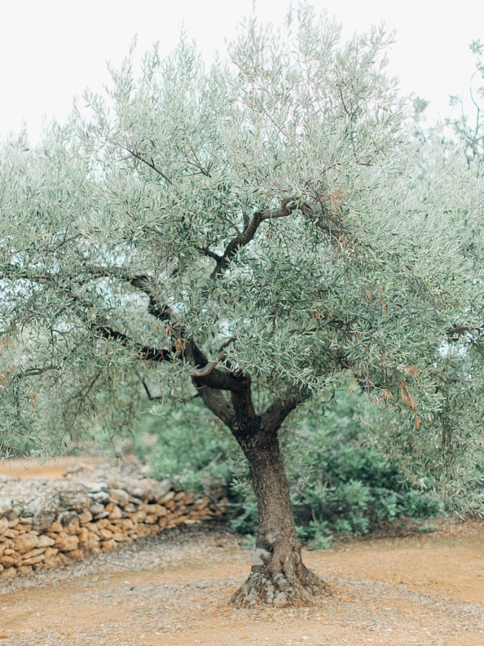 Оливковое дерево