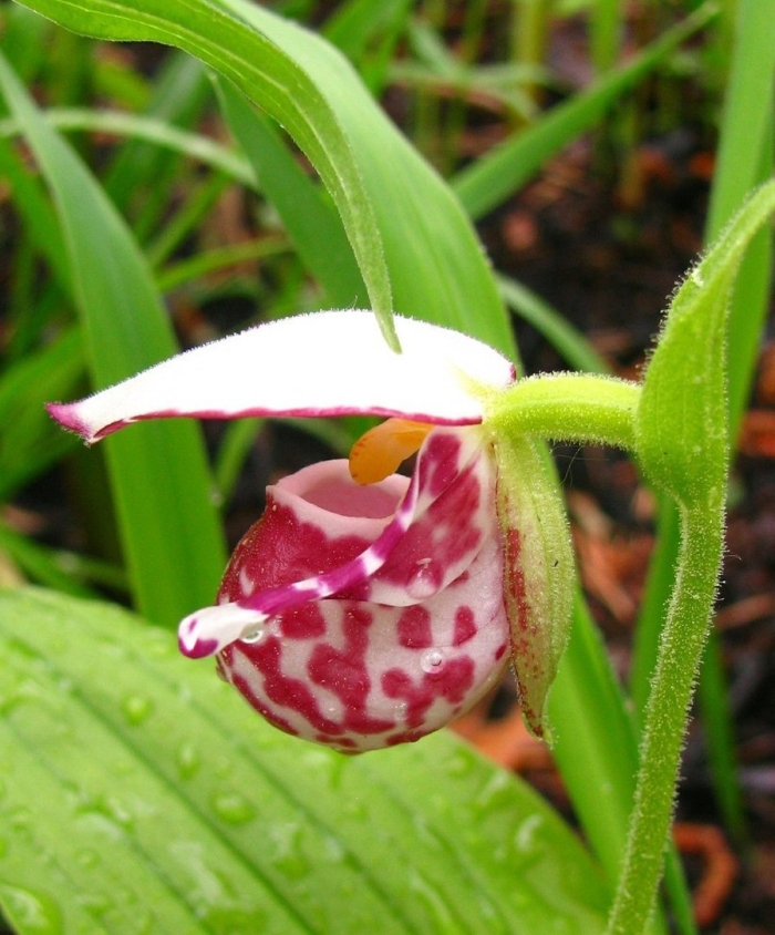 Башмачок венерин