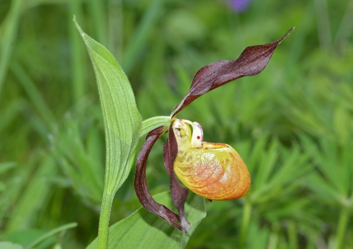 Орхидея венерин башмачок
