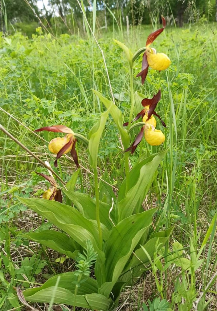 Венерин башмачок настоящий