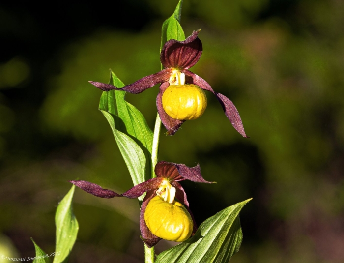 Венерин башмачок настоящий