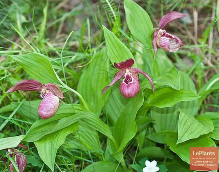 Венерин башмачок ятабе