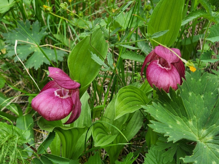 Башмачок венерин