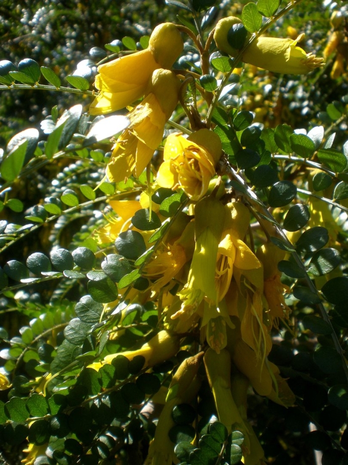Sophora microphylla