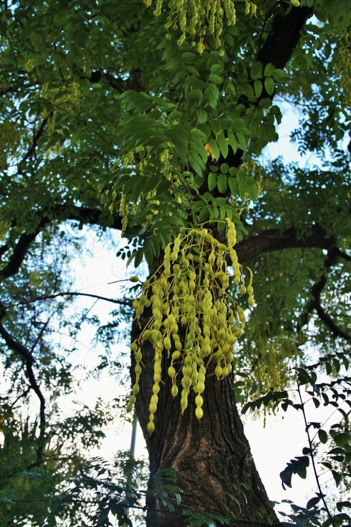 Sophora japonica