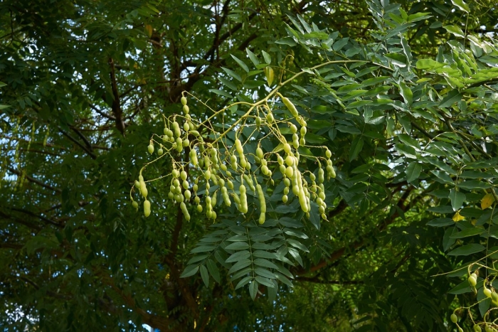 Софора японская sophora japonica