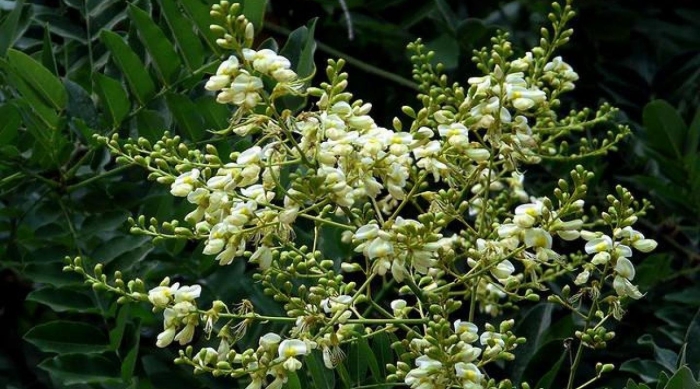 Акация софора