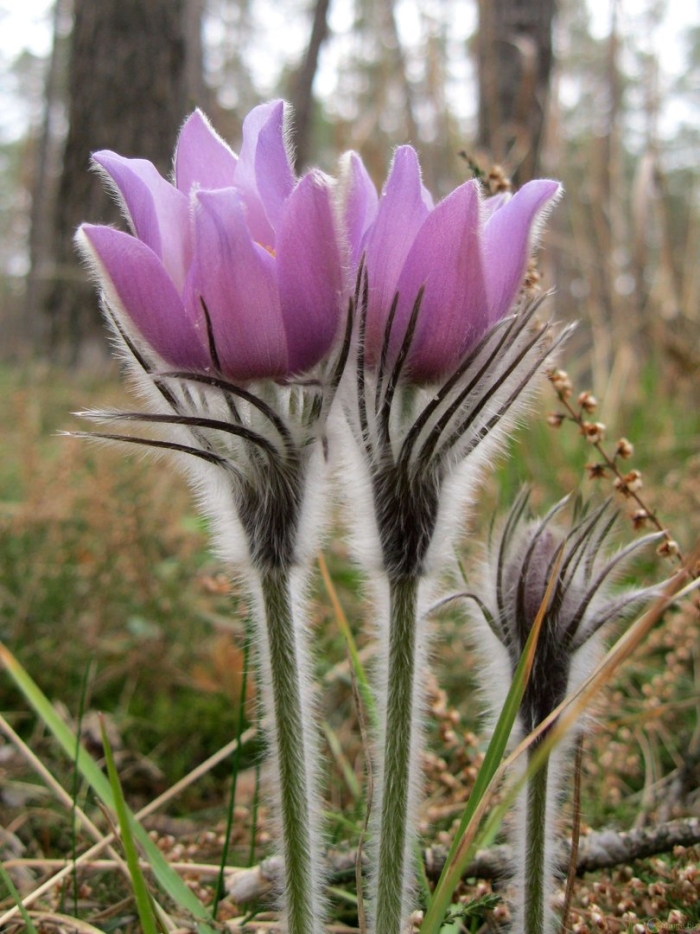 Сон трава прострел