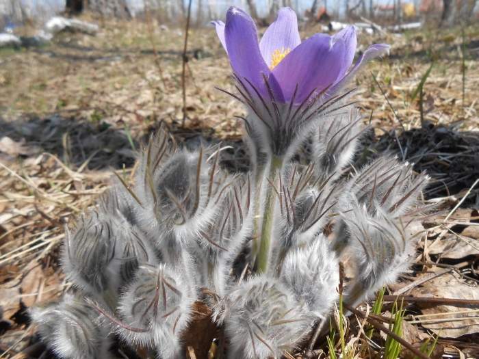 Прострел сон трава