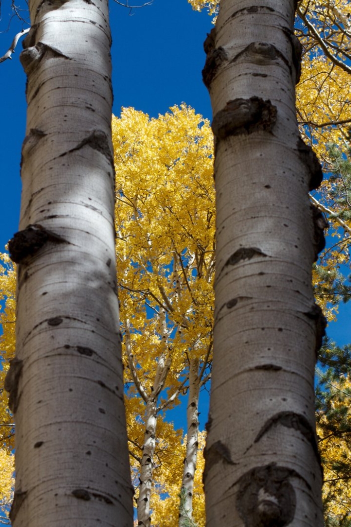 Осина дерево