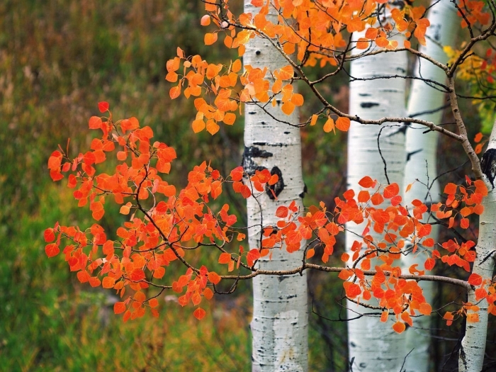 Осина осенью