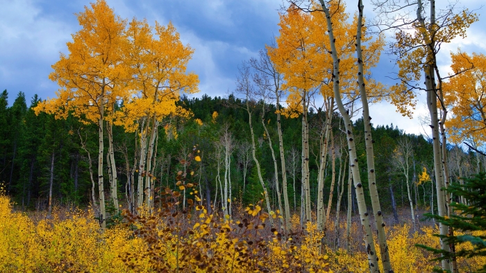 Тополь осинообразный