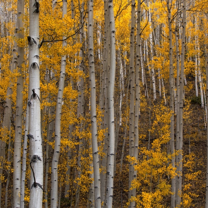 Осина обыкновенная populus tremula