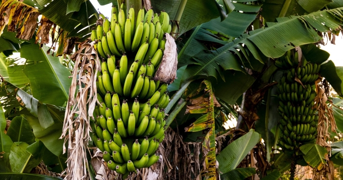 Банановая пальма