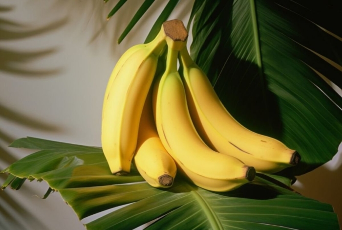 Банан муса комнатный