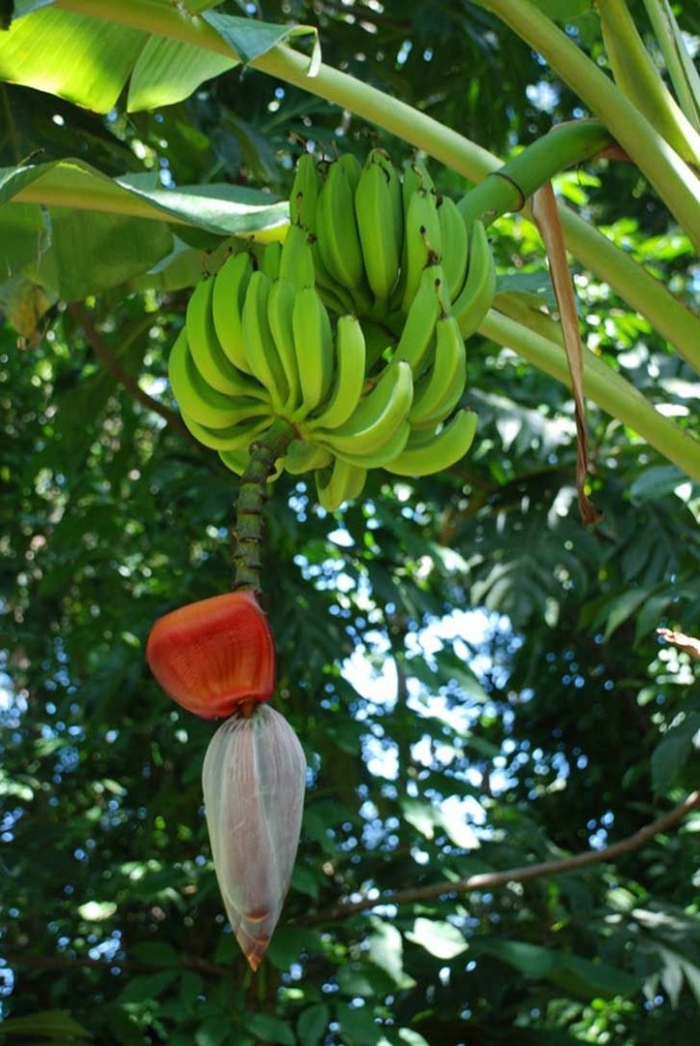 Banana tree