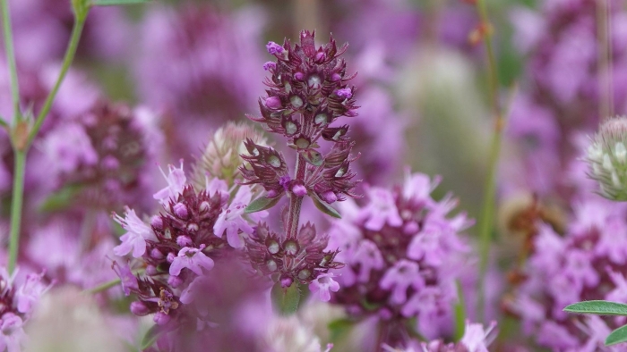 Чабрец цветок