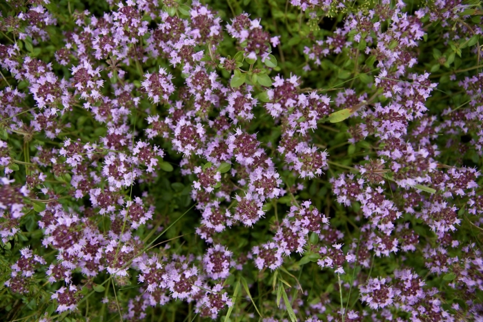 Thymus pulegioides