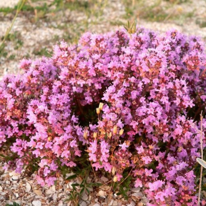 Тимьян (thymus)