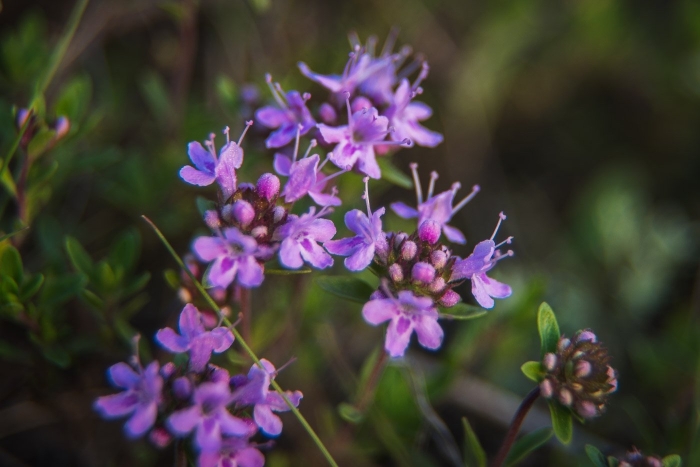 Чабрец байкальский