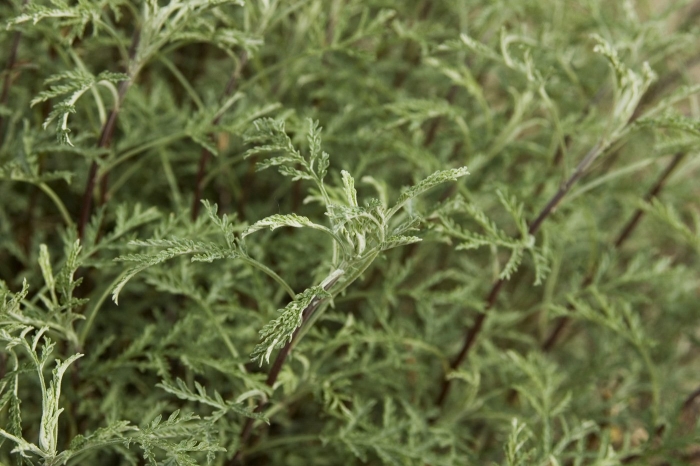 Полынь гмелина artemisia gmelinii