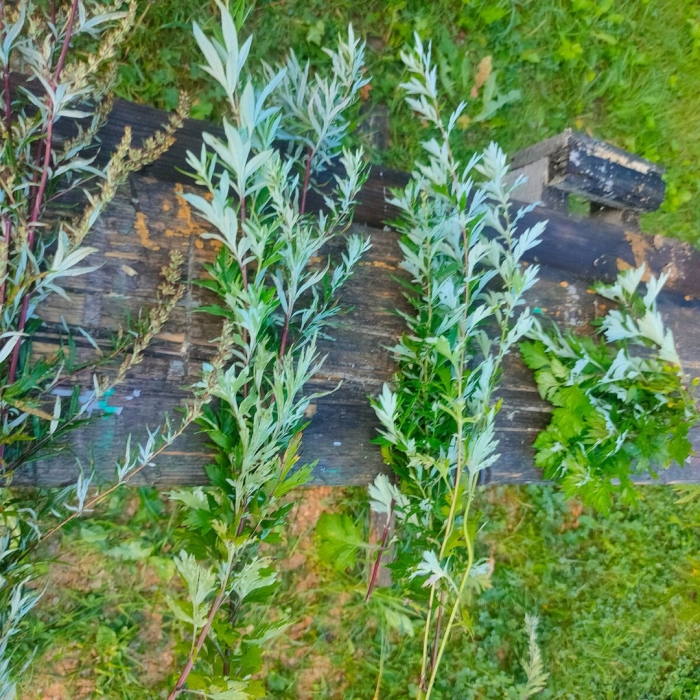 Артемизия (полынь лечебная) кока-кола